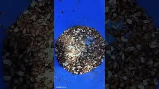 Q2 peanut color sorter machine
