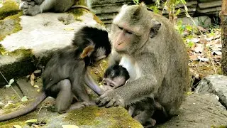Great job mommy  let adorable baby monkey play happy then feeding milk