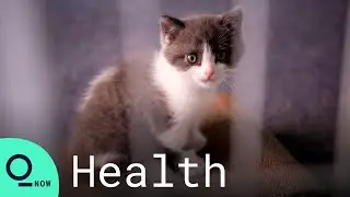 Covid-19 Infections in Animals Worry Pet Owners