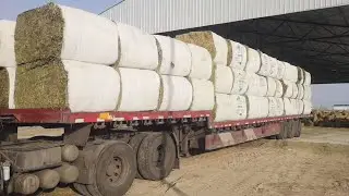 Form fill and seal bagging corn silage