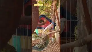 Perruche ondul&eacute;e 🦜 comment Enseigner des tours &agrave; la perruche