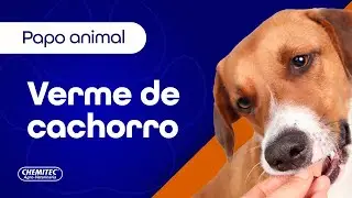 Verme de cachorro: tipos, sintomas e tratamentos