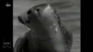 Unethisch:  Die Jagd auf junge Seehunde [Archiv, Juli 1960]
