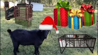 Goat Chute & Hay Feeder!
