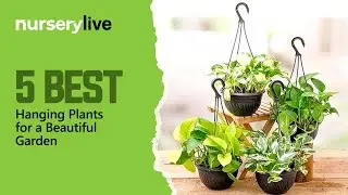 Hanging gardens | 5 best hanging plants for a beautiful garden| nurserylive (Basket me ugaen paudhe)