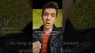 Лучший корм для кур. Азолла против ряски #курыназаднемдворе #домашнеехозяйство #самодостаточность