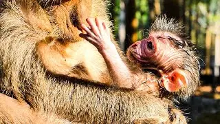 Great news ! monkey Jinx gave new birth today to beautiful boy wonderful cute