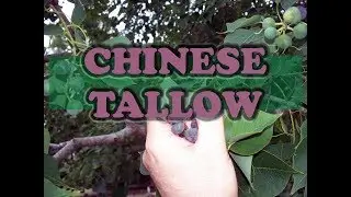 Good Soapy Morning S1 E30 Chinese Tallow Tree - Soap/Candles & More