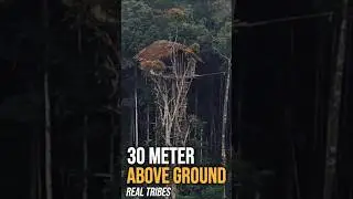 Korowai Tribe Papua: The Tradition of Building Treehouses #papua #shorts #viral