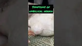 Umbilical hernia in calf l Dr umar khan