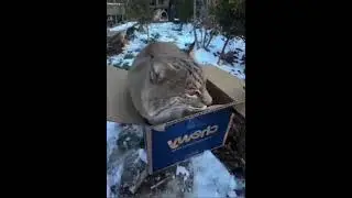 Bobcat plays with a box #cat #catlover#kittypets #bobcat