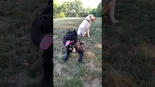 Sunday Funday with my boys #labrador #labradorretriever #canecorso