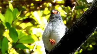 Cryptic Forest-Falcon Singing in Amazon Brazil!