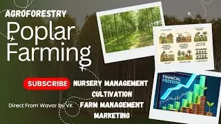 Agroforestry- poplar farming#पॉप्लर शेती#mahogany vijaykulkarni9011355454#