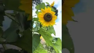 You are my Sunflower #nature #earth #peace #world #share #like #subscribe #trending #flowers