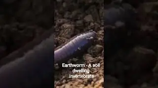 Earthworm - A soil dwelling invertebrate#facts#animals #animallife#earthworm#soil#invertebrate#viral