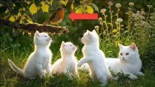Mama Cat Emotional Story | Three Kittens With Mama Cat Gardning