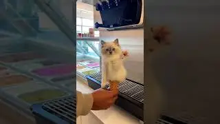 That&rsquo;s not ice cream...  #cats #funny #animals #shorts