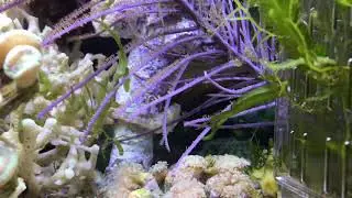 SEAHORSE AND GORGONIAS.