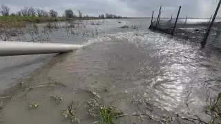 Program in California raises salmon in rice fields