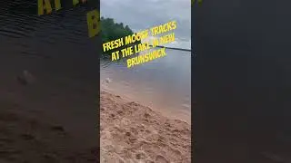 Moose tracks at the lake in Canada