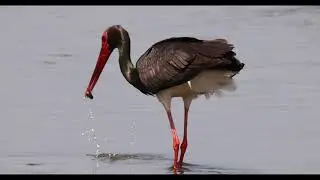 Black stork - Ciconia nigra!