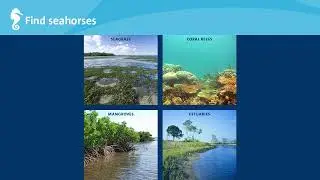 iSeahorse Trends: 3. Starting seahorse surveys