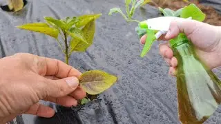 Почему у перца фиолетовый лист и как это предотвратить???