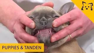 DIONNE & DOLLY met PUPPIE CHARLIE  bij de tandarts! - FIKKIE TV