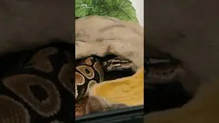 KIT SERPENT - Terratlantis Terrarium (by Aquatlantis)