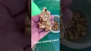 Huge nugget!
