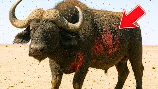 THE DYING BUFFALO WAS INFESTED WITH INSECTS AND NO ONE DARED TO APPROACH, UNTIL SOMEONE DECIDED...