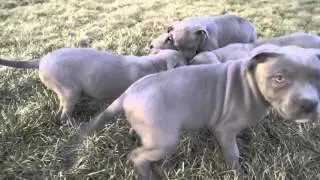 A typical day at BULLETPROOFPITBULLS xl pitbull producer puppy pit bull