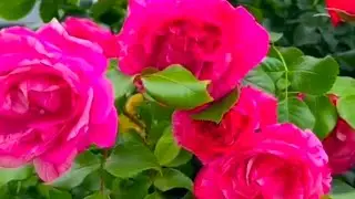 A Collection of Different Colours  Roses 🌹 Flowers 💐 Beautiful Garden 🏡park tour 🏡💐🌹💐🌹🍃🌹💐🌹