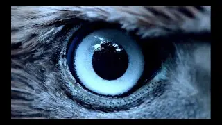 TESTSET - Carrion