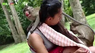 Wow Brave Smart girl Playing with Baby Cute Monkey - Funny Monkey Group Meeting Tourist Near Bayon
