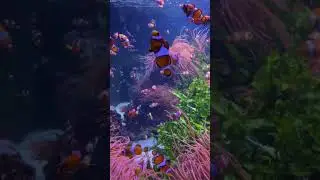 Inside the World&rsquo;s Most Famous Aquarium | Unseen Sea Creatures