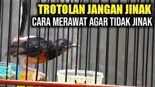 Rawatan Trotolan Murai Batu Anti Jinak