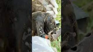 The Shocking Truth About Screw Stuck in Cow Hoof Cleaning TV