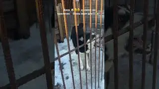 Умный, молодой, красивый, активный, харизматичный, обоятельный, добрый ДЖЕК🤗❤️🐶очень ищет дом🙏🏼