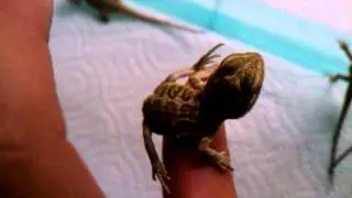 Baby citrus blast bearded dragons