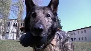 Animal Care Specialist adopts retired Military Working Dog