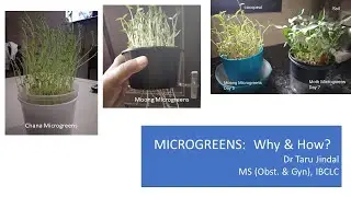 Microgreens--Why they are important & How to grow them