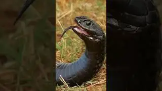 The Most  Insane Rinkhals snake You've Never Seen🐍#ai #shorts #snake