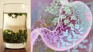 How Drinking Tea Helps Your Microbiome Prevent Disease 🍵💪🦠#shorts