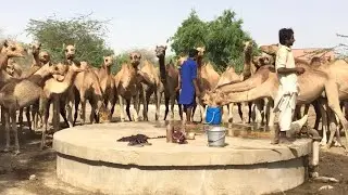 The servant is watering camels with great difficulty