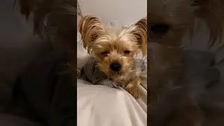 おやすみタイム❤️#yorkie #yorkshireterrier #ヨーキー #ヨークシャーテリア #可愛い #癒し #犬のいる暮らし #愛犬 #爆睡 #shorts #doglife