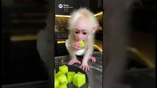 These baby monkeys want to know, which fruit is your favorite?