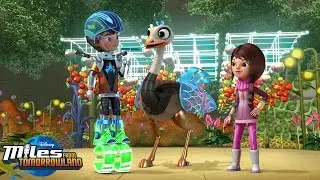 Galactech: Bounce-Legs | Messages from Miles | Disney Junior