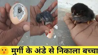 😮 murgi ke Ande se nikala baccha ll मुर्गी के अंडे से निकाला बच्चा ll